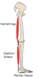 A picture of Plantar Fascia